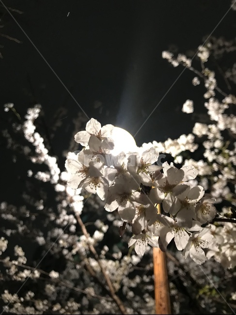 봄,벚꽃,풍경,야간,조명,가로등,환경,신비로움,봄,계절,spring,season,야경,밤,풍경,nightscape,night,landscape,식물,자연,plants,nature,꽃,flower,plant,cherry blossom,blossom