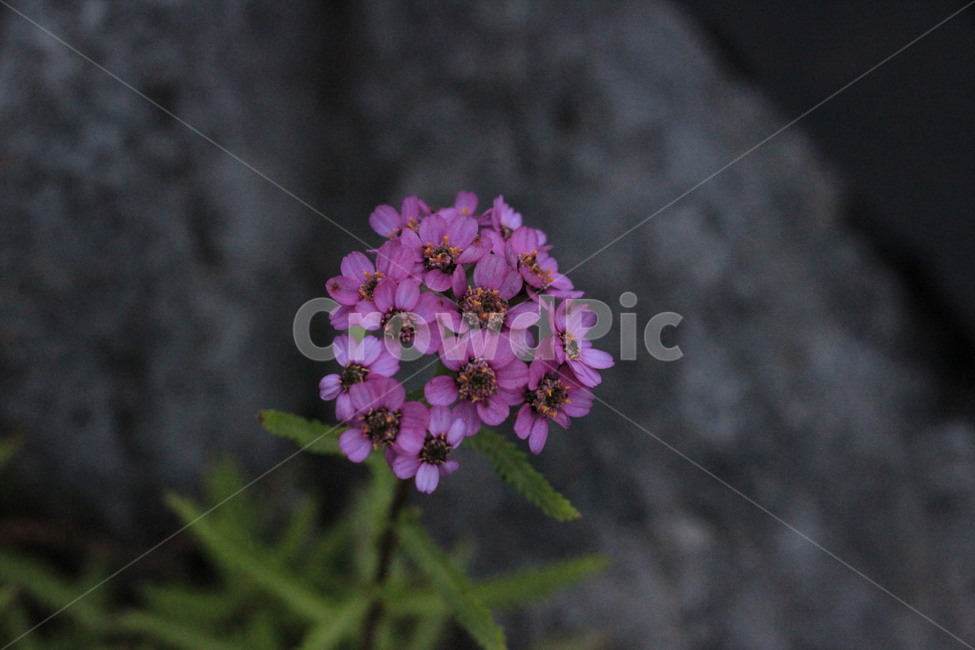 flower,rocks,plant,꽃,자연