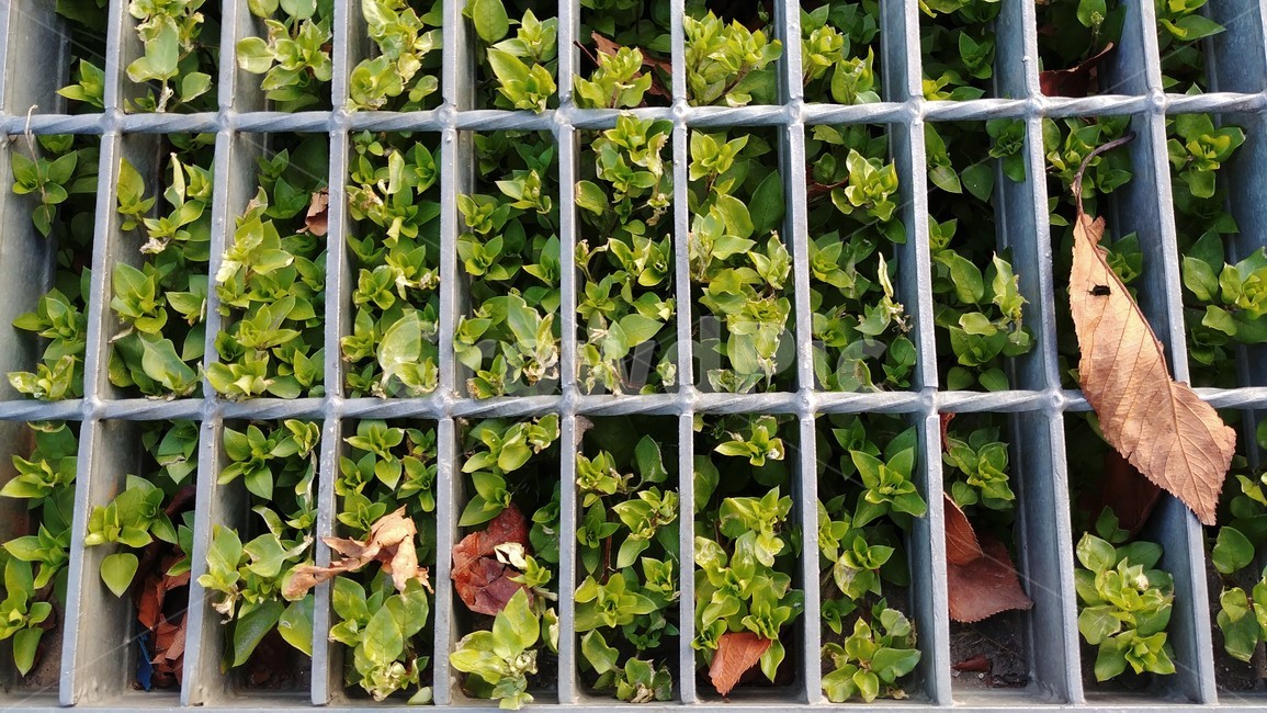 배수로덮개,그레이팅,가을,낙엽,식물,식물,자연,plants,nature