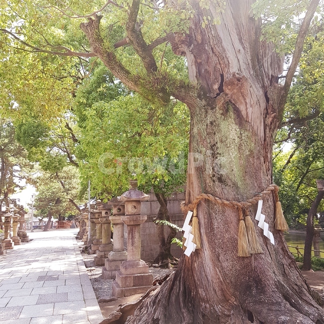 나무,나무줄기,식물,tree,treetrunk,식물,자연,plants,nature,나무,trees,wood