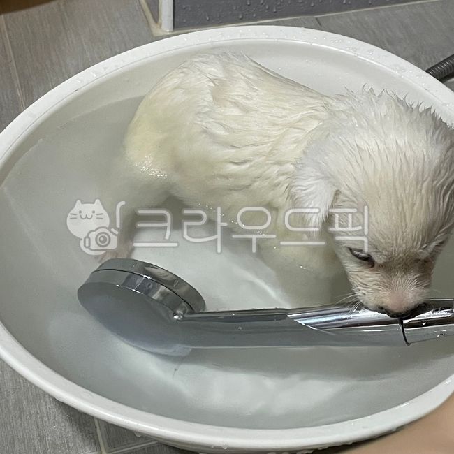 아기강아지,강아지,씻는강아지,물,애완견,애완동물,반려견,반려동물,pet,animal