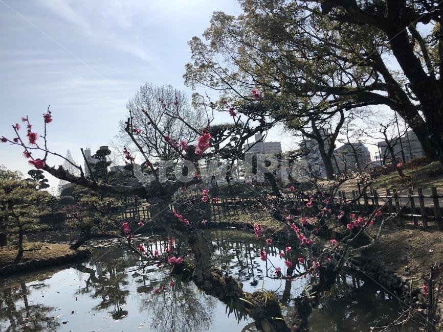 공원,일본,꽃,기분좋은날씨,나무