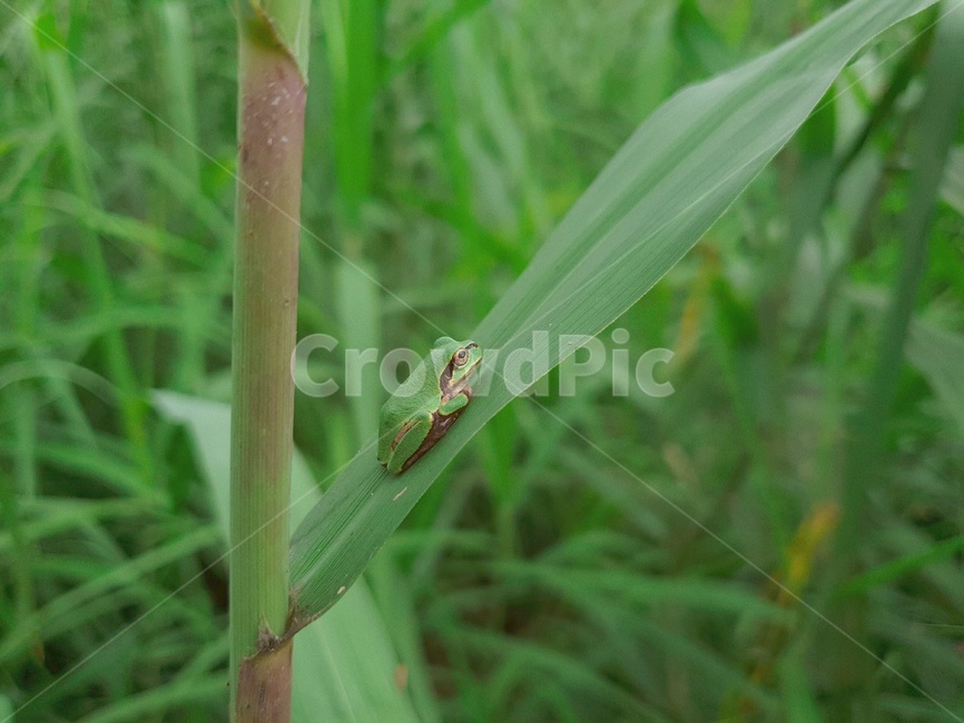 개구리,동물,양서류,frog,animal,보호색,초록,green,파충류,양서류,reptile,amphibian