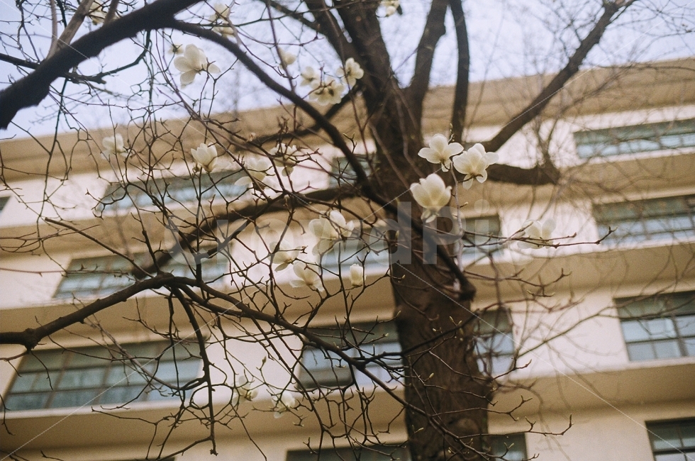 목련,봄,나무,꽃,자연,풍경,식물,봄,계절,spring,season,식물,자연,plants,nature,꽃,flower,plant