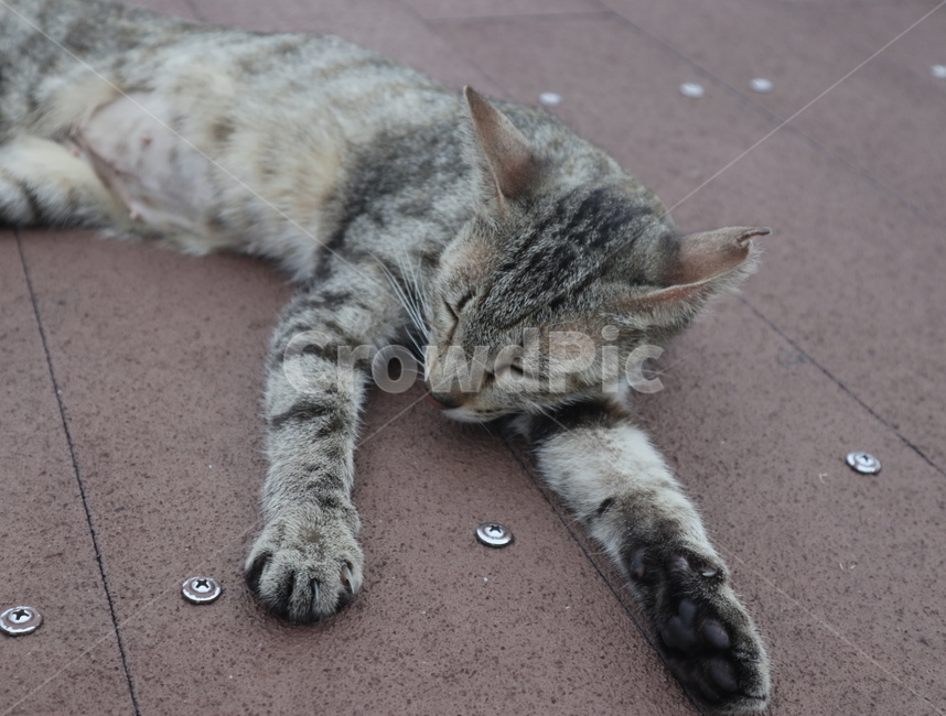 고양이,휴식,수면,여유,cat