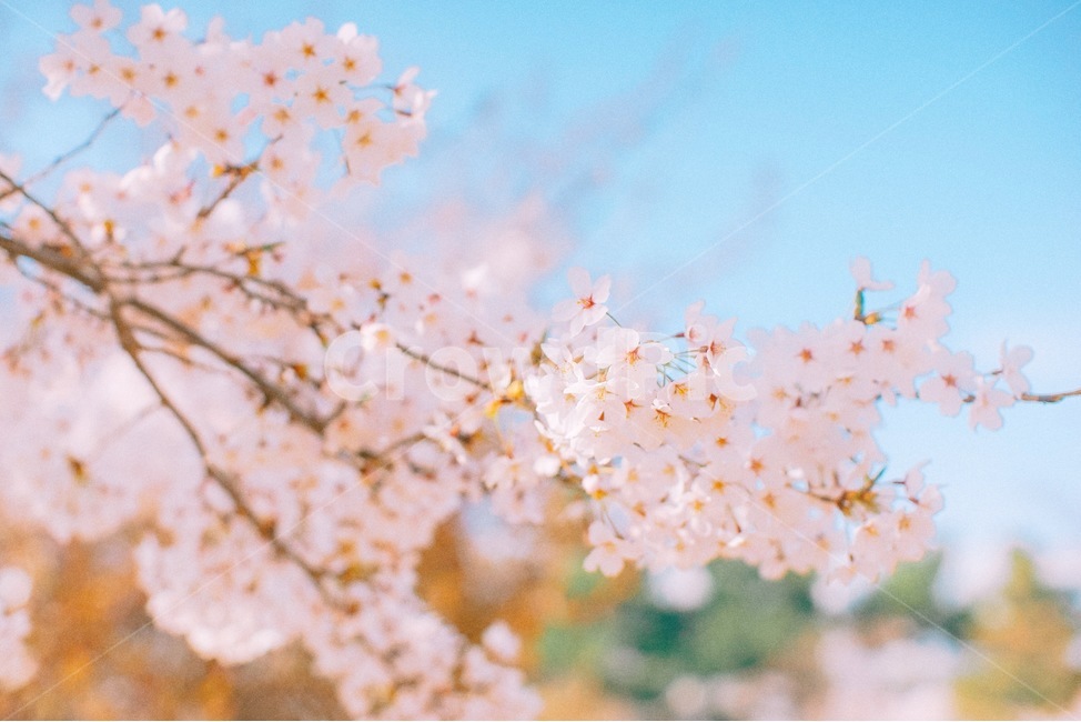 봄,벚꽃,꽃,나무,하늘,봄꽃,봄,계절,spring,season,식물,자연,plants,nature,꽃,flower,plant,blossom