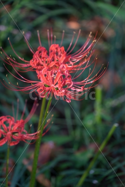 	꽃,꽃무릇,상사화,자연,식물,가을,식물,자연,plants,nature,꽃,flower