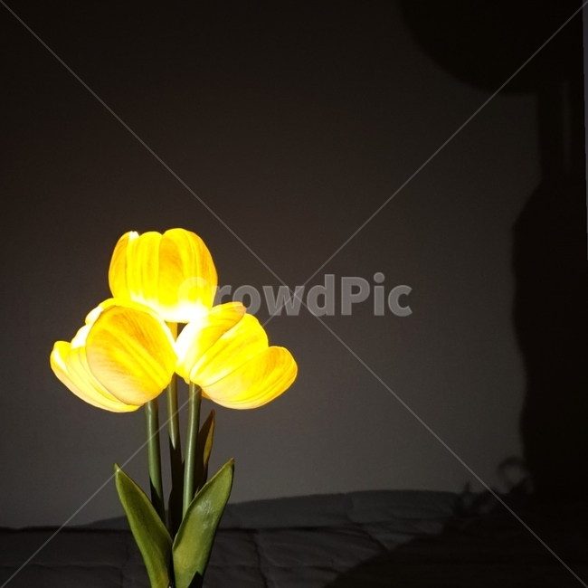 식물,꽃,flower,장식,plant,전등,무드등,조명,lights,식물,자연,plants,nature,꽃,flower