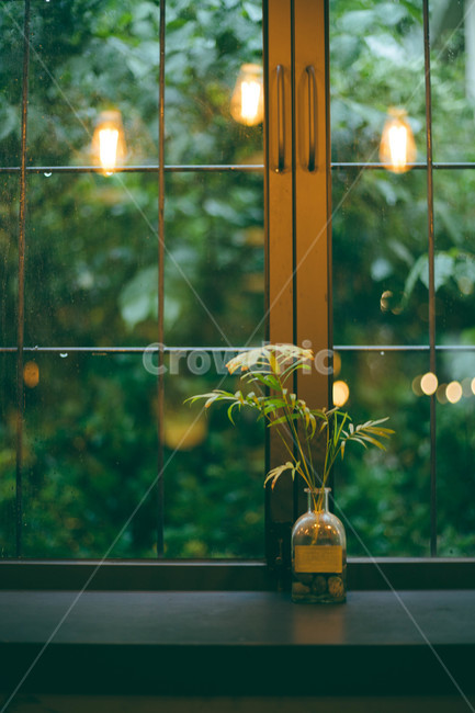 비,조명,식물,창문,비오는날,창가,rain,lamp,light,window,plant