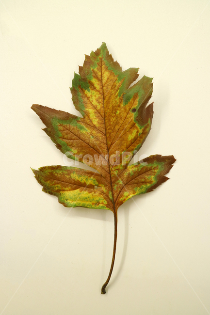 낙엽,가을,나뭇잎,잎,잎사귀,계절,식물,자연,낙엽잎,fallenleaves,deadleaves,오브젝트,누끼,가을낙엽,가을,계절,fall,autumn,season,leaf,plant,tree,나무