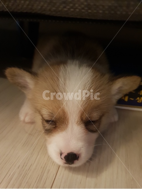 웰시코기,개,반려견,강아지,자는모습,동물,animal,포유류,mammal,개,강아지,dog,doggy