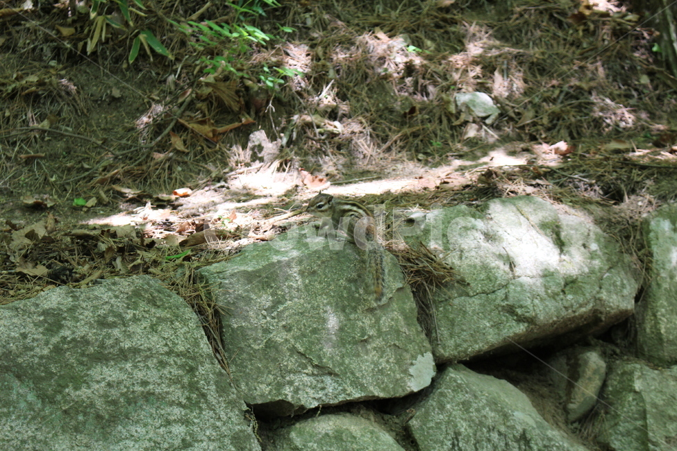 다람쥐,동물,squirrel,포유류,자연,animal