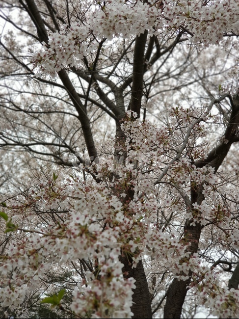 봄,벚꽃,spring,이쁜,벚꽃엔딩