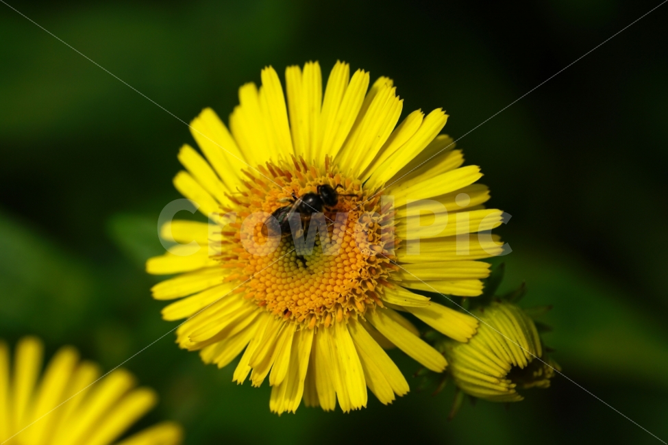 금불초,꽃,플라워,식물,자연,꽃봉오리,flower,nature,접사,벌,곤충,동물,insect,식물,자연,plants,nature,동물,animal,곤충,벌레,insect,bug,꽃,flower