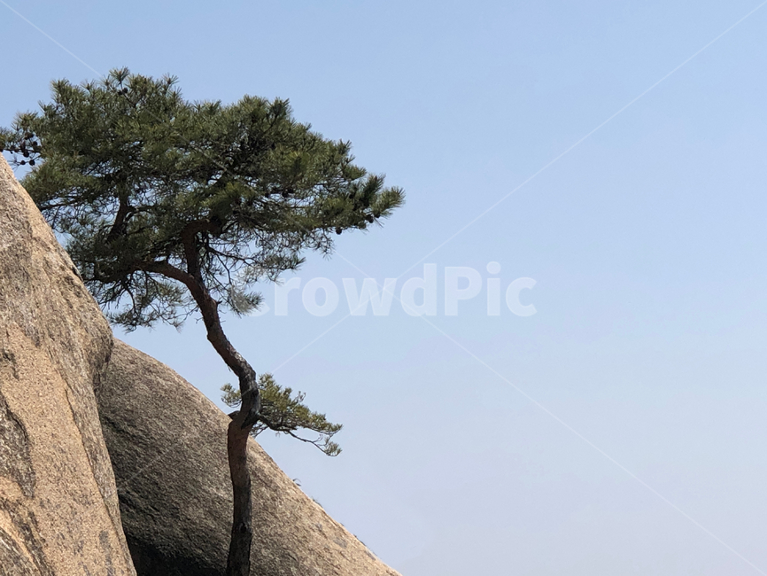 소나무,바위,하늘,배경,백그라운드,나무,수락산,한그루,자연,여백,풍경,pine,tree,background,sky,rock,mountain,suraksan