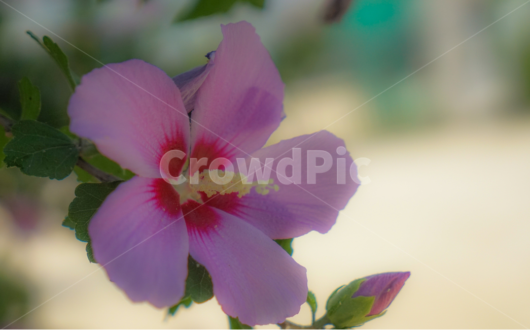 무궁화,꽃,대한민국,국화,우리나라꽃,상징,식물,자연,plants,nature,꽃,flower