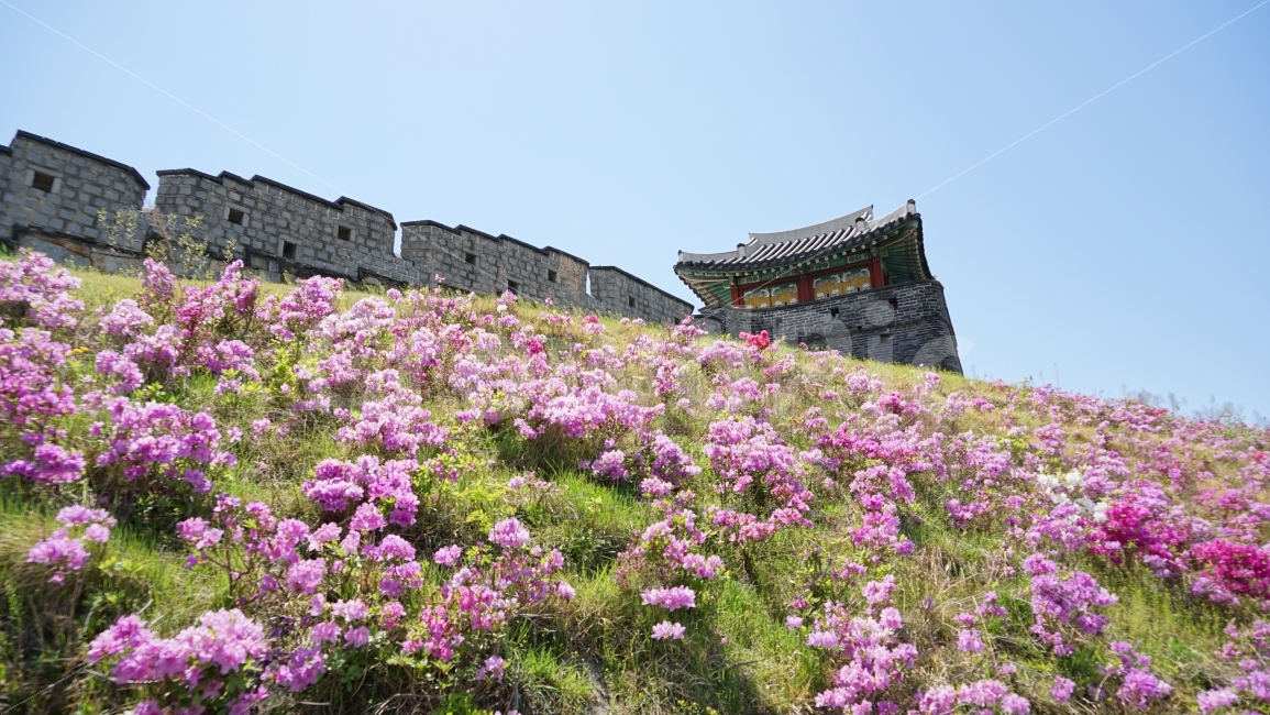 봄,수원화성,동복포루,꽃,풍경,진달래,자연,풍경,nature,landscape,봄,계절,spring,season,랜드마크,landmark,tourist attraction,한국전통,한국문화,korean traditional,korean culture,temple,신전,architecture,건축물,building,건물,shrine,신사,worship,예배