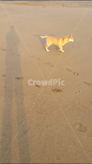 개,그림자,모래,발자국,제주도,해변,바다,beach,sea,동물,animal,포유류,mammal,개,강아지,dog,doggy