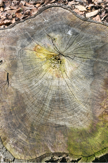 wood,나무,plant,식물,나이테,나이,밑둥,나무,trees,wood