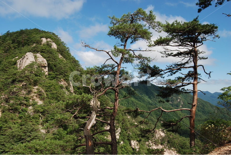 괴산군,국립공원,속리산,자연,여름,자연,풍경,nature,landscape,tree,나무,plant,식물,outdoors,옥외