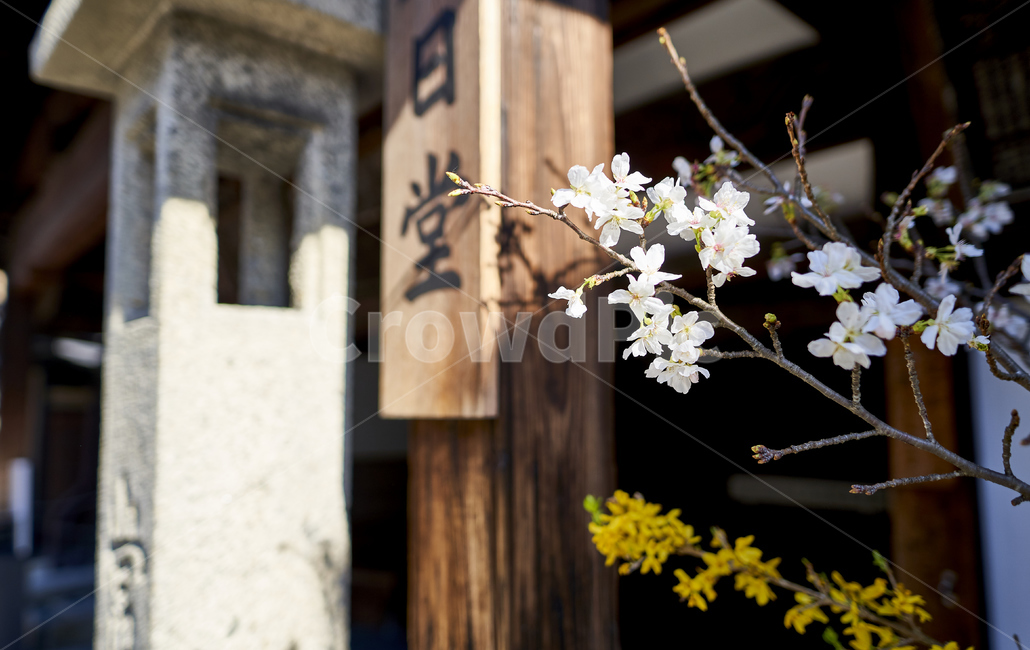 봄,매화,개나리,spring,japaneseapricotflower,봄,계절,spring,season,식물,자연,plants,nature,꽃,flower,plant