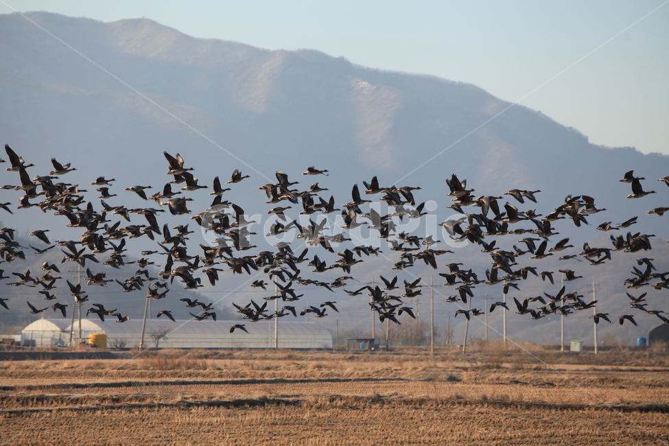 동물,풍경,새,철새,오리,천둥오리,조류,야생조류,flock,대군,animal,동물,animal,조류,새,birds