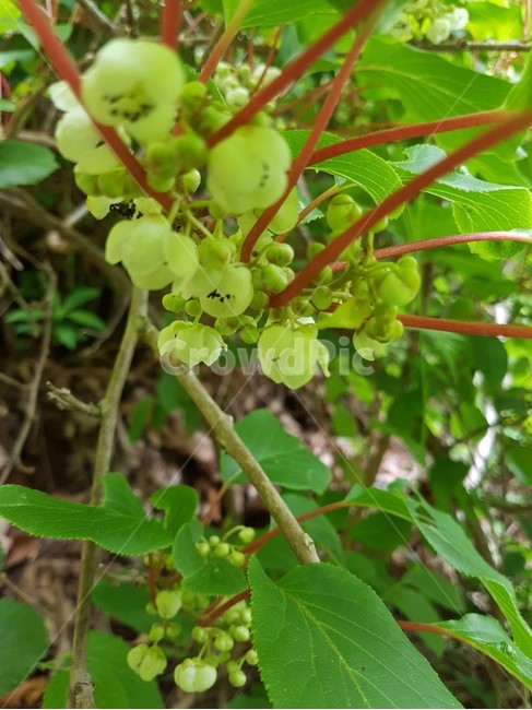 plant,식물,grapes,fruit,초록,싱그러움