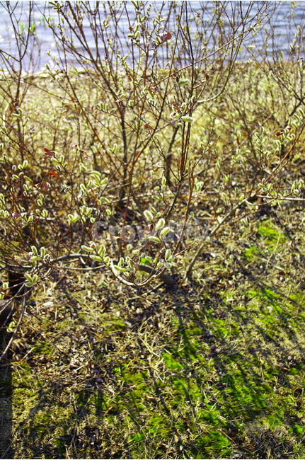 버들강아지,봄,봄날,봄풍경,감성,spring,봄길,산책,봄나들이,식물,봄,계절,spring,season,식물,자연,plants,nature,plant