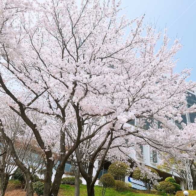 벚꽃,봄,학교,꽃,나무