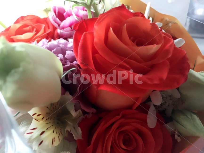 꽃다발,장미,빨간장미,축하,화사함,식물,자연,plants,nature,꽃,flower