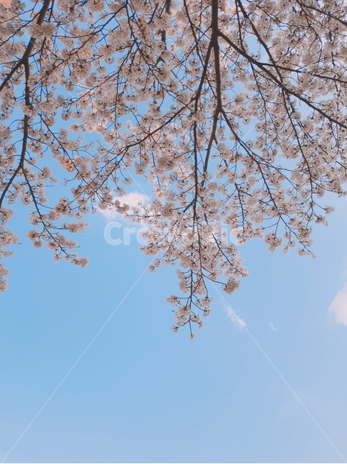 벚꽃,나무,벚꽃나무,꽃,자연,풍경,하늘,봄,계절,spring,season,식물,자연,plants,nature,나무,trees,wood,plant,blossom,flower