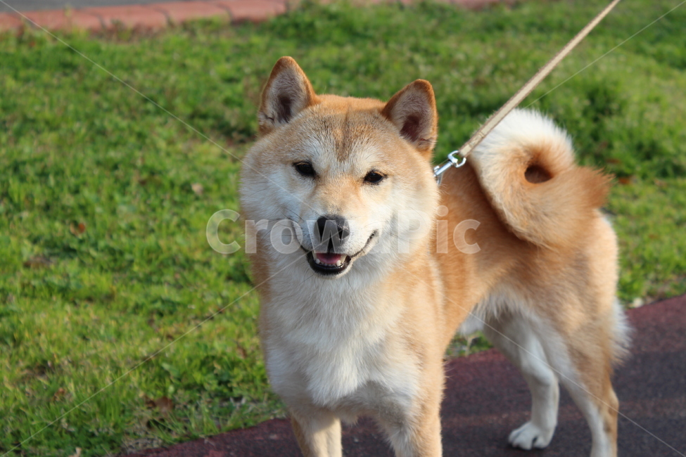 강아지,dog,시바견,shiba,산책,동물,animal,포유류,mammal,개,강아지,dog,doggy