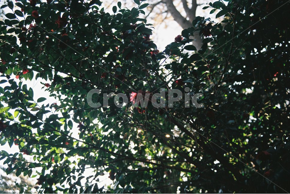 plant,식물,꽃,flower,동백,부산,nature,자연,식물,자연,plants,nature