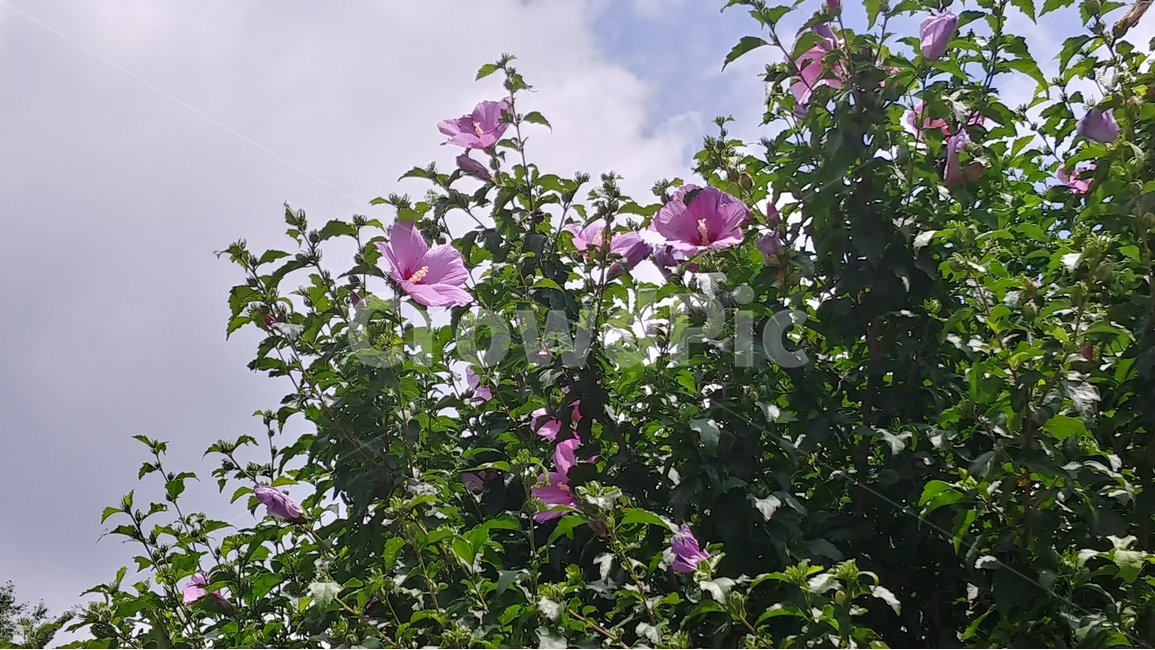 무궁화,꽃,하늘,식물,flower,구름,화창한날,cloud,sky,잎,분홍색꽃,식물,자연,plants,nature,꽃,flower