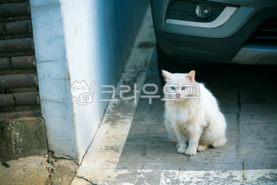 wheel,vehicle,Pets,stray cat,mammal,road,machine,cat,animal,mammalia,tire,pet