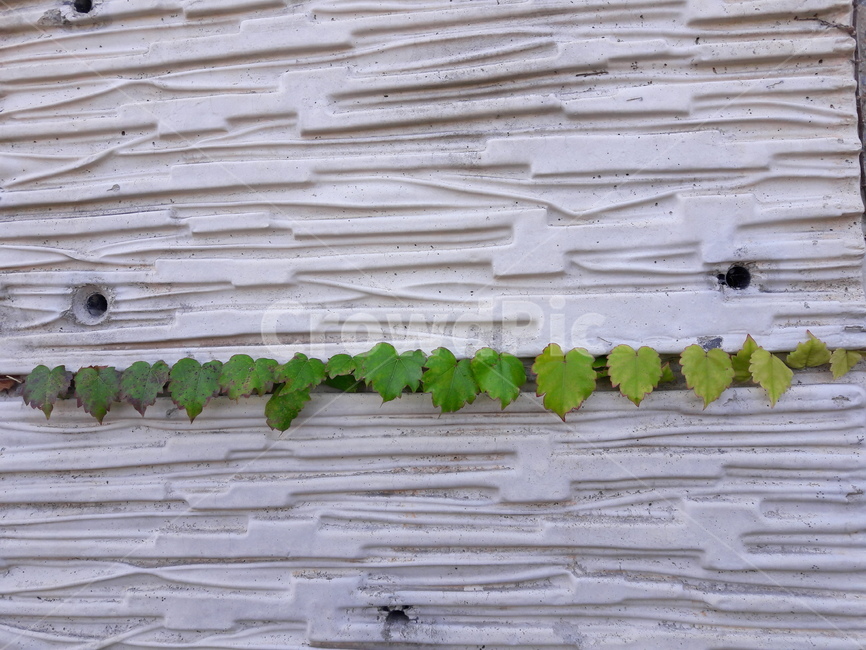 담쟁이덩쿨,담쟁이,leaf,ivy,plant,식물,잎,덩쿨,bostonivy,벽,담,wall,식물,자연,plants,nature