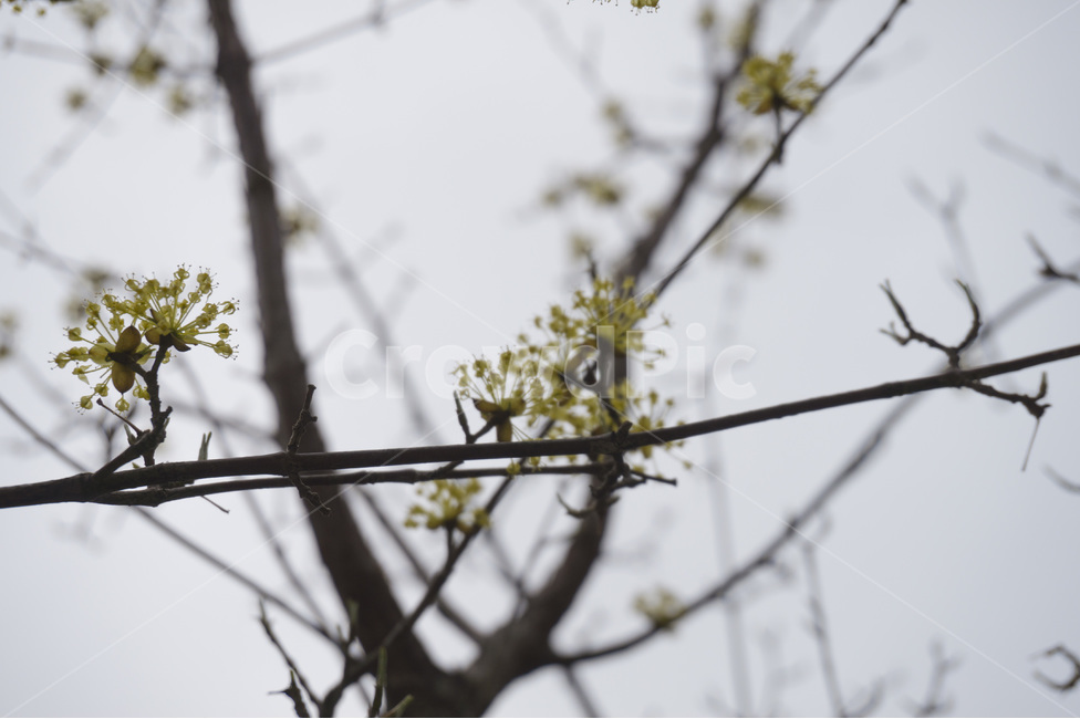 꽃,꽃사진,봄,봄꽃,앙상,나무,나뭇가지,날씨,흐림,흐린날씨,산수유,산수유꽃,봄꽃사진,산수유사진,산수유꽃사진,노란색,노란색꽃,봄느낌,컨셉,컨셉사진,빈티지,빈티지사진,군화,군화꽃,상징꽃,앙상한,앙상한가지,나무가지,가지사진,검은색,갈색,나무사진,자연,자연사진,자연꽃,야외,야외사진,흐린하늘,하늘,클로즈업,클로즈업사진,봄,계절,spring,season,식물,자연,plants,nature,꽃,flower