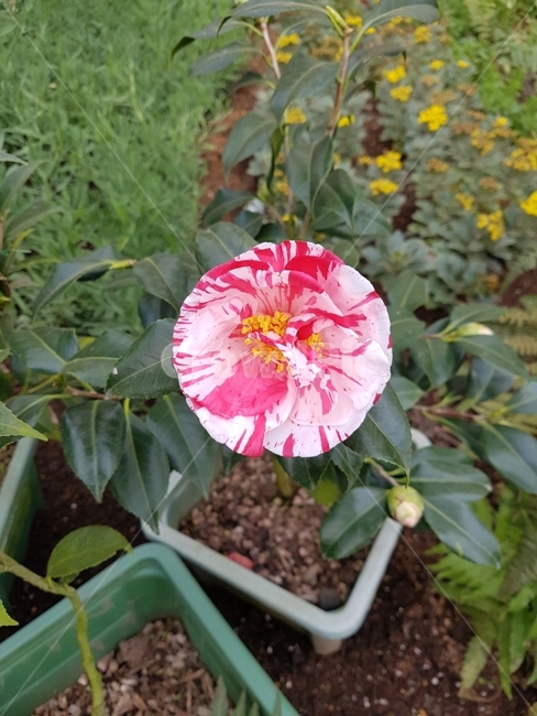 꽃,식물,겨울,제주,풍경,이쁘다,이쁨,식물,자연,plants,nature,꽃,flower