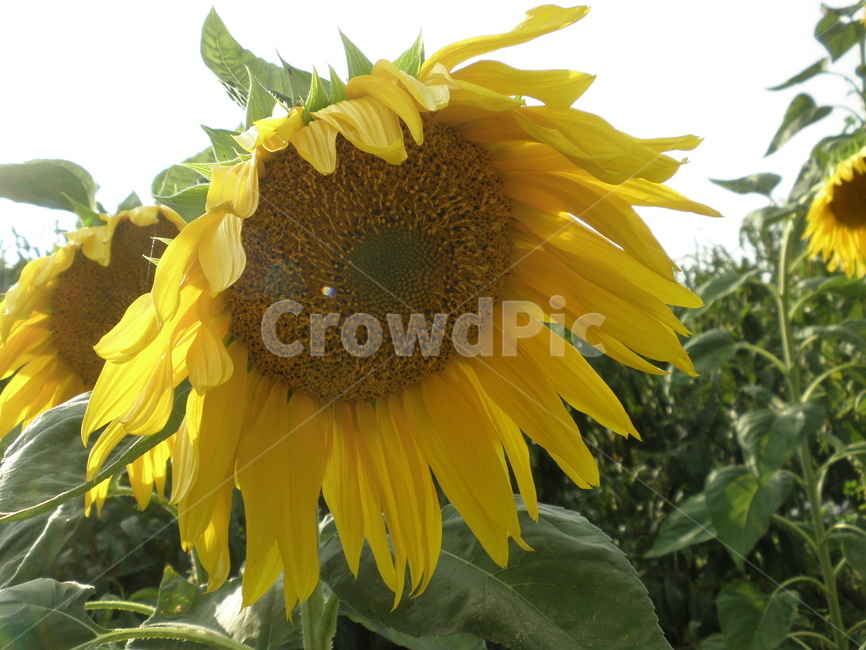 해바라기,꽃,식물,blossom,flower,plant,노란색,예쁜,자연,풀,해,감성,오후