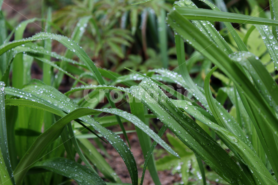 길쭉한,잎,잎사귀,나뭇잎,풀,풀잎,녹색,그린,초록색,정원,공원,젖은,젖어있는,비,빗방울,물방울,빗물,비오는날,레인,클로즈업,긴,실외,야외,자연,식물,식물,자연,plants,nature,비,비오는날,rain,rainy