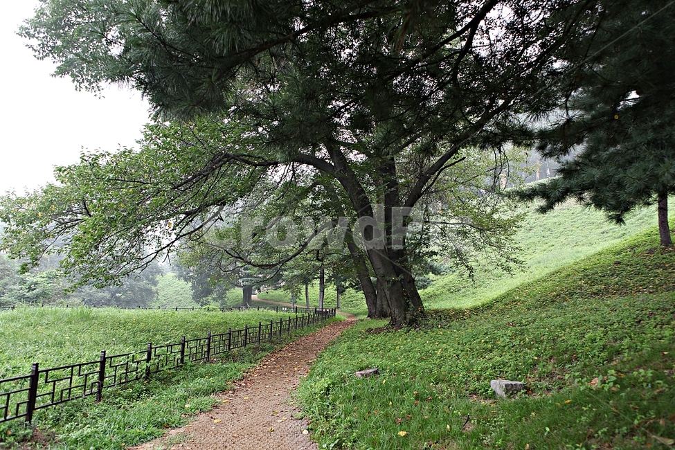 오솔길,길,둘레길,숲,숲길,식물,나무,풍경,여름,자연,풍경,nature,landscape,tree,plant,tree trunk,나무 줄기