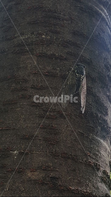 매미,곤충,여름,울음소리,나무,cicada,summer,곤충,벌레,insect,bug