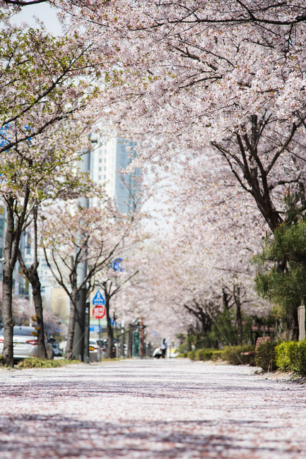 벚꽃,벚꽃길,길,꽃비,봄,봄꽃,나들이,벚꽃축제,벚나무,하얀길,따스함,한적한,벚꽃꽃말,벚꽃명소,벚꽃개화시기,순결,봄,계절,spring,season,자연,풍경,nature,landscape,plant,식물,blossom,꽃,flower