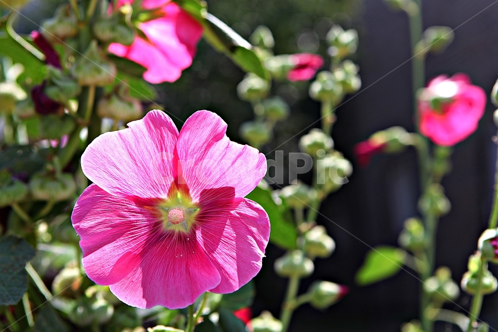 접시꽃,꽃,식물,공원,자연,식물,자연,plants,nature,꽃,flower