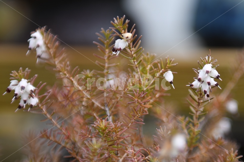 식물,꽃,감성사진,자연,flower,꽃사진,봄,봄꽃,계절,감성,4월,spring,힐링,자연풍경,풍경,봄,계절,spring,season,식물,자연,plants,nature,꽃,flower,plant,tree,나무,conifer,구과 식물