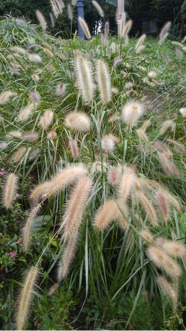 nature,자연,outdoors,옥외,grass,plant,식물,lawn,잔디,식물,자연,plants,nature