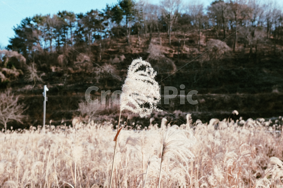 갈대,바람,초겨울,늦가을,꽃,reed,감성,sensitivity,가을,계절,fall,autumn,season,식물,자연,plants,nature,grass,잔디,plant,lawn