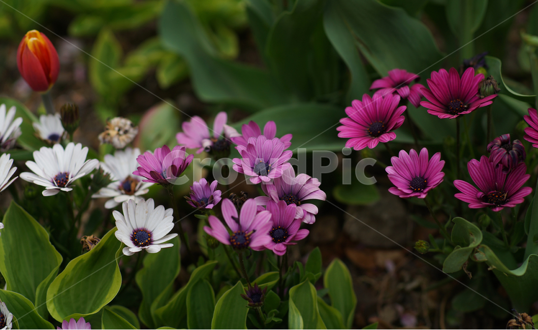 남산,산책길,예쁜꽃,파릇함,러브리핑크,식물,자연,plants,nature,꽃,flower