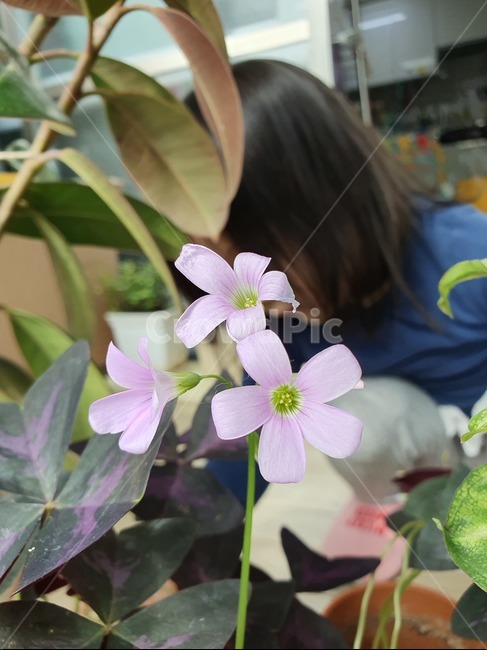 꽃,사랑초,분홍색,분홍빛,blossom,꽃잎