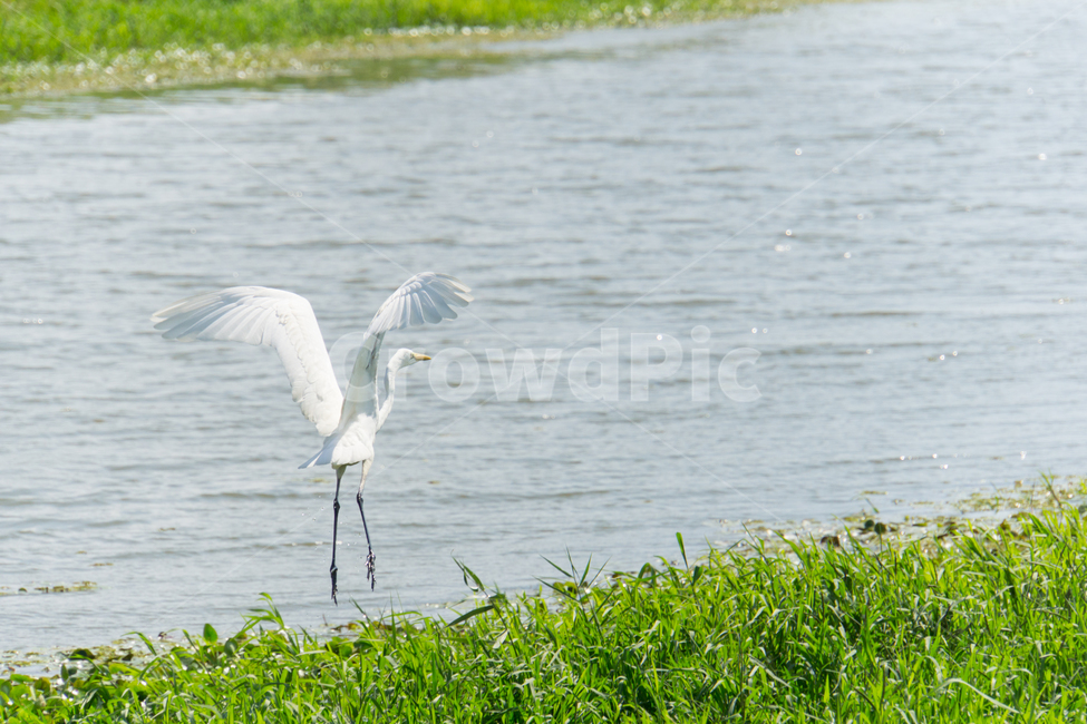조류,탐조,새,텃새,철새,bird,동물,animal,조류,새,birds